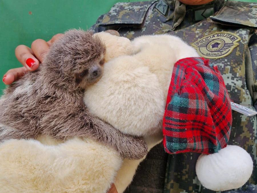 Bicho-preguiça é atropelado e morre; filhote sobrevive