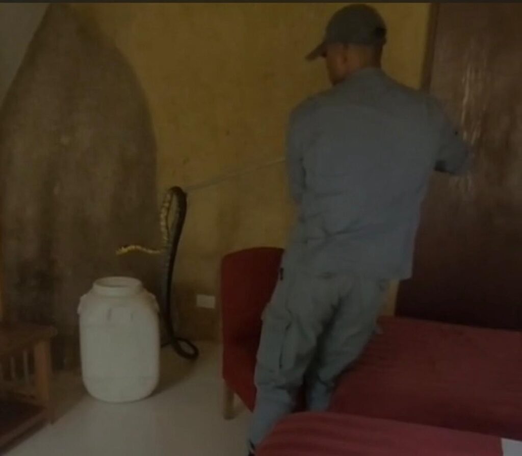 Corpo de Bombeiros captura cobra dentro de quarto de pousada em Ilhabela