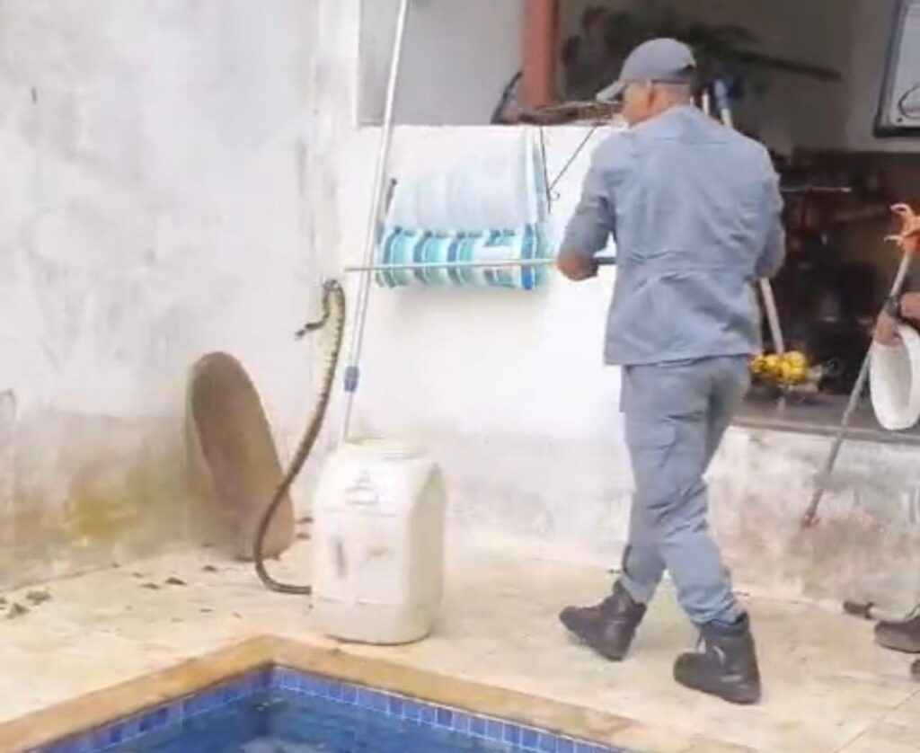 Mais uma cobra Caninana capturada pelo Corpo de Bombeiros em Ilhabela