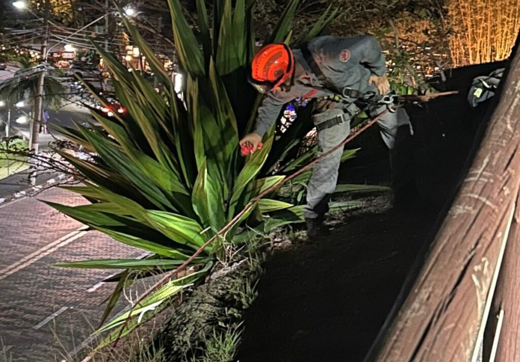 Bombeiros utilizam rapel para salvar um gato em Ilhabela