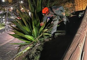 Bombeiros utilizam rapel para salvar um gato em Ilhabela