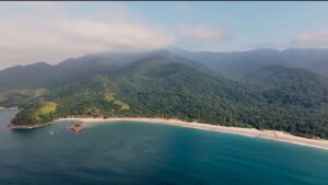 Conheça o renascimento da vida marinha no litoral paulista nesta sexta, 5