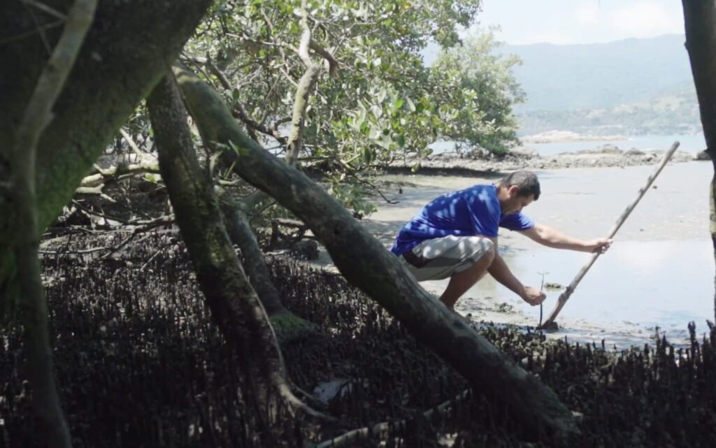 Manguezal sob pressão: a resistência caiçara do Mangue do Araçá