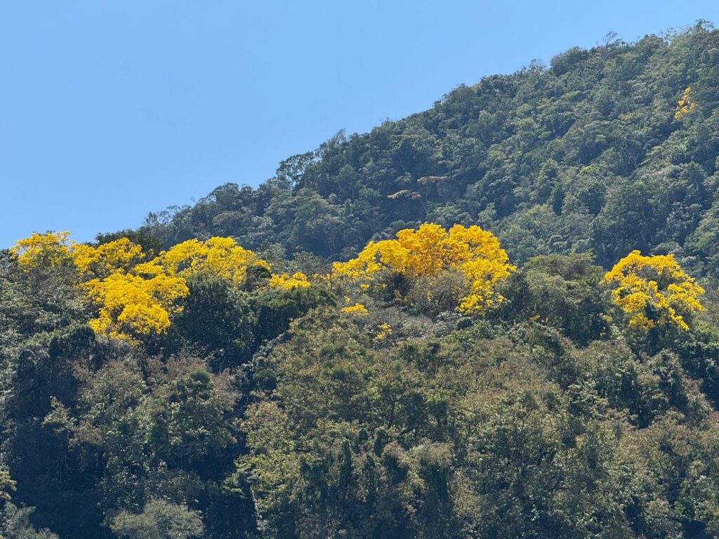 Exuberância do Ipê Amarelo na mata do Litoral Norte Paulista
