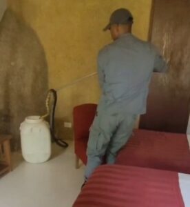 Cobra é encontrada em quarto de pousada em Ilhabela, SP
