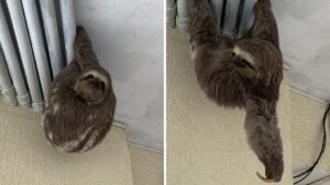 Bicho-preguiça é resgatado pendurado em encanamento de condomínio em Caraguatatuba, SP