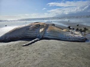 Baleia-jubarte de 10 metros é encontrada morta em praia de Caraguatatuba, SP