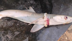 Tubarão morre após ficar preso em argola de plástico no litoral de SP