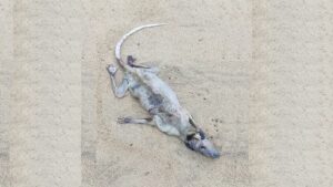 Carcaça de animal em praia de São Sebastião (SP) intriga banhistas, e vídeo viraliza