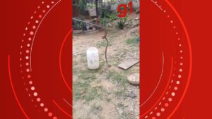 VÍDEO: Bombeiros capturam serpente venenosa em quintal de casa em Ilhabela, SP