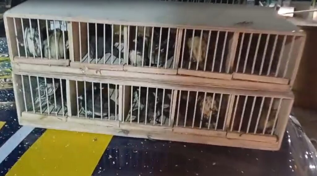 Homem é preso transportando quase 200 aves silvestres em carro na Fernão Dias