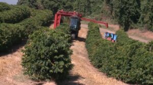 Redução do tarifaço dos EUA anima setor agrícola do Vale do Paraíba