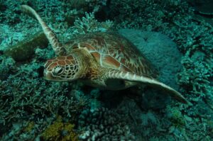 Após 43 anos, tartaruga comum no litoral de SP deixa lista de espécies ameaçadas de extinção