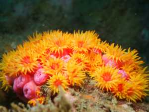 Estudantes criam substância para combater coral invasor no arquipélago de Alcatrazes, no Litoral Norte de SP