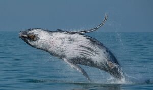 VÍDEO: Baleia é flagrada respirando na superfície do mar de Ilhabela (SP)