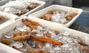 Regional: Prefeitura de Ilhabela concede cestas básicas aos pescadores de camarão durante período de defeso