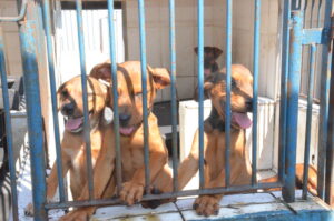 Regional: Caraguatatuba promove feira de adoção de 28 filhotes neste sábado (24)