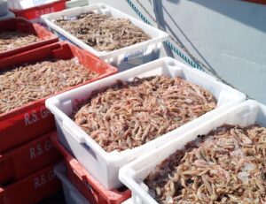 Período de defeso do camarão começa nesta quarta (28) no Litoral Norte de SP; veja regras