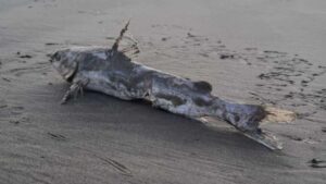 Após alertas no litoral norte, bagres venenosos são encontrados no litoral sul