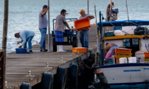 Regional: Defeso do camarão tem início na quarta-feira e Prefeitura de São Sebastião reforça ações de conscientização