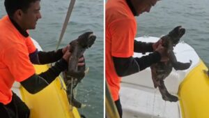 Vídeo: bicho-preguiça é resgatado por banhistas após ser encontrado em mar do Litoral Norte de SP