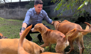 Regional: CASO ORELHA: Governador Tarcísio de Freitas sanciona lei do deputado Rafael Saraiva que reconhece o Vira-Lata Caramelo como expressão cultural em São Paulo