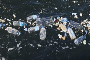 Náutica: Quanto de plástico pode matar um animal marinho? Estudo analisou quantidades e tipos mais letais