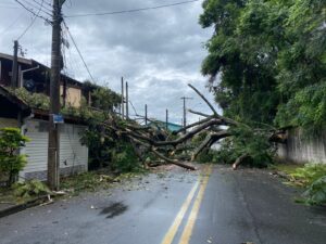 Árvore de grande porte cai, atinge três casas e interdita rua em Taubaté