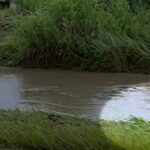 VÍDEO: Cachorro é arrastado por correnteza em córrego, em Taubaté