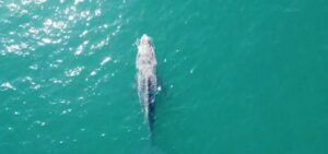 Veja vídeo: baleia-jubarte é avistada em praia de Ubatuba, no Litoral Norte de São Paulo