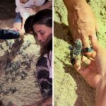 VÍDEO: ninho com 86 tartarugas é localizado após moradores acharem filhote em praia do Litoral Norte de SP