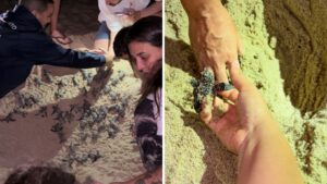 VÍDEO: ninho com 86 tartarugas é localizado após moradores acharem filhote em praia do Litoral Norte de SP