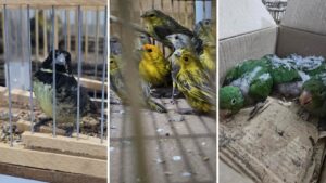 PRF prende homem transportando 30 aves silvestres em porta-malas de carro na Fernão Dias, em Atibaia