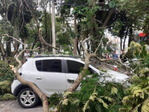 Galhos de árvore de grande porte caem e atingem carros em São José dos Campos, SP