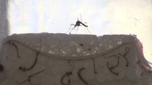 Jacareí registra primeira morte por dengue em 2026 no Vale do Paraíba e região