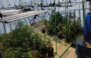 Homem é preso com 16 kg de maconha e óleo da droga em sítio de Bragança Paulista (SP)