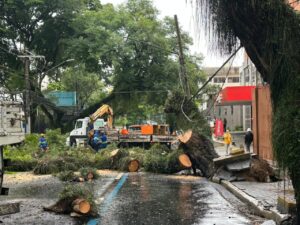 Árvore de grande porte desaba e interdita a Av. José Longo, em São José