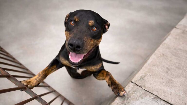 Caraguatatuba promove feira de adoção neste sábado e convida população a participar