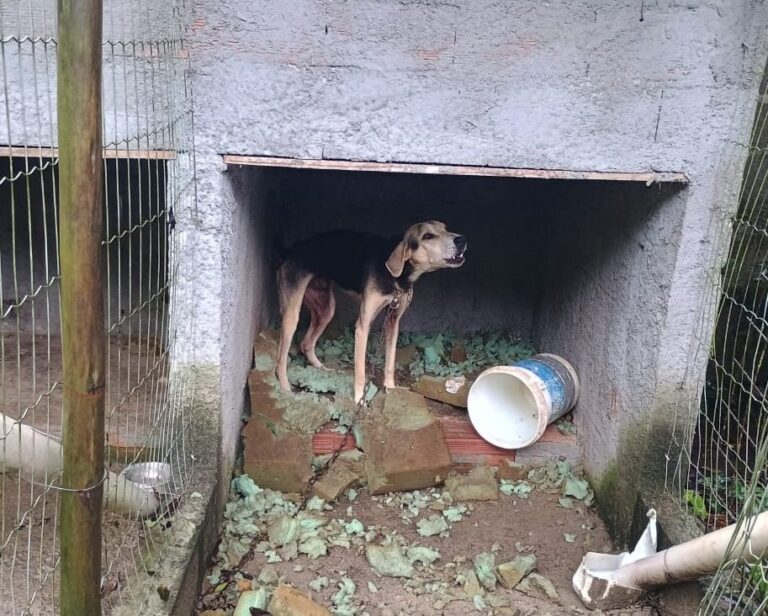 Tutor é preso em Ubatuba por maus-tratos a cães