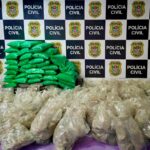 Polícia Civil encontra cogumelos mágicos em Ubatuba