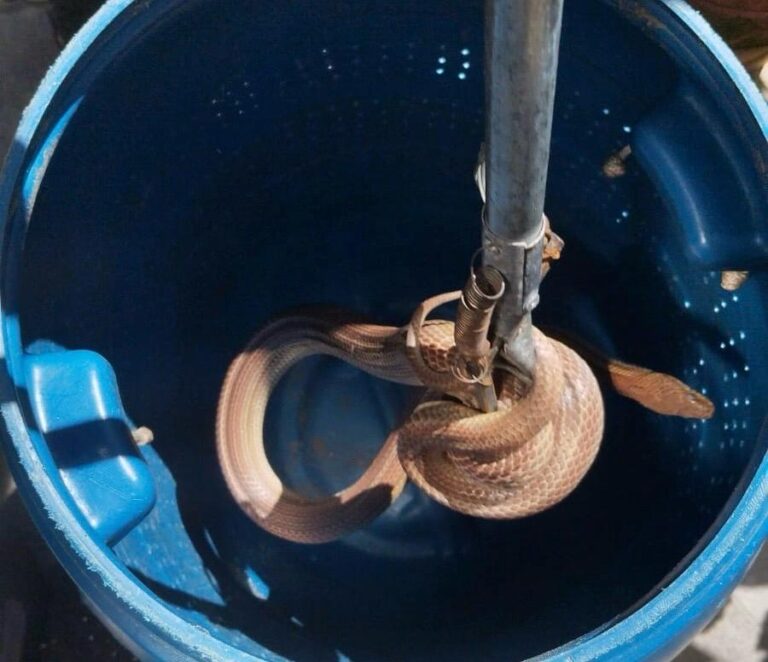 Cobra-d’água assusta moradores em Caraguatatuba