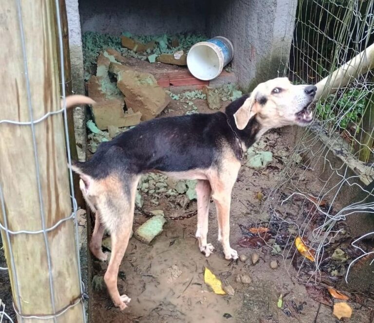 Homem é preso por maus-tratos a animais em Ubatuba