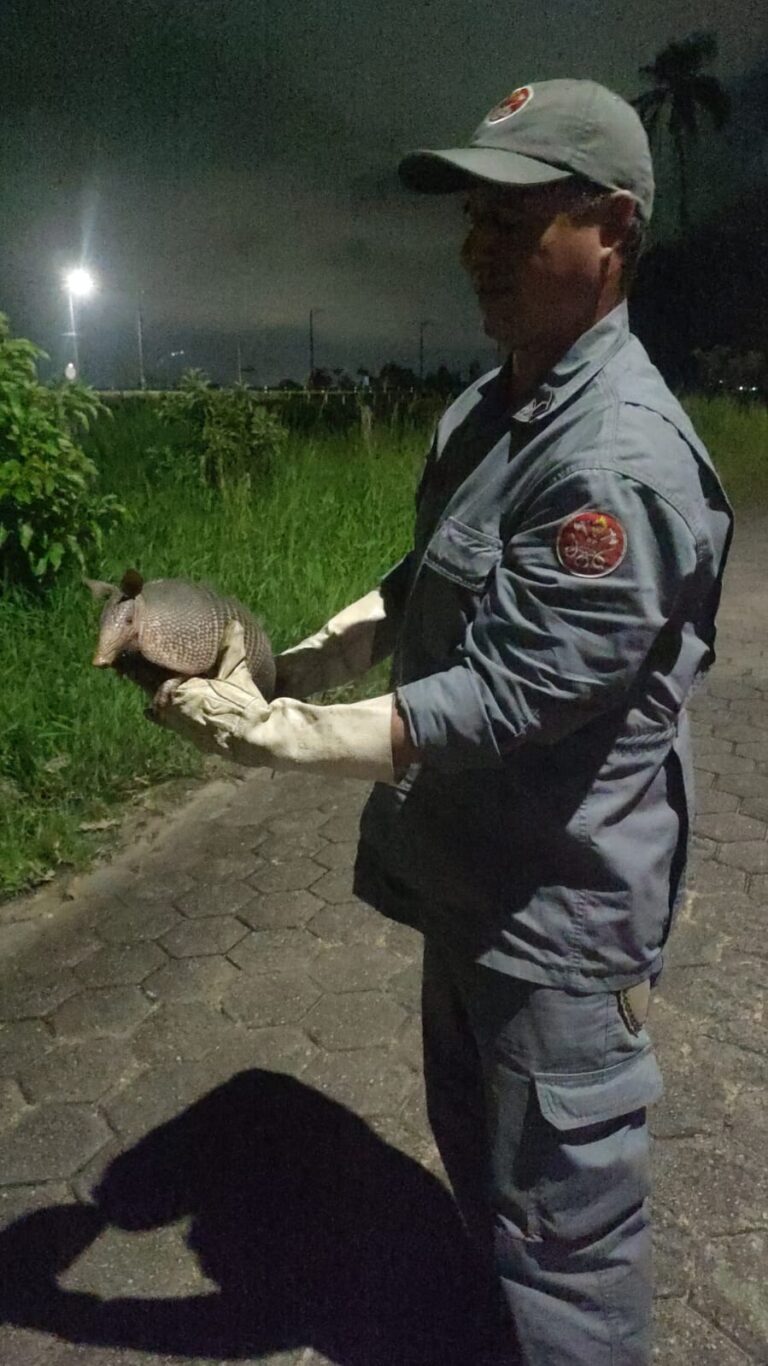 Corpo de Bombeiros resgata tatu em situação de risco