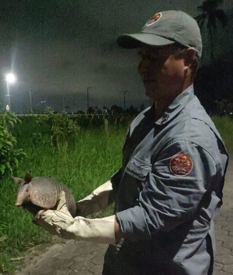 Bombeiros resgatam tatu silvestre do quintal de residência em Caraguatatuba