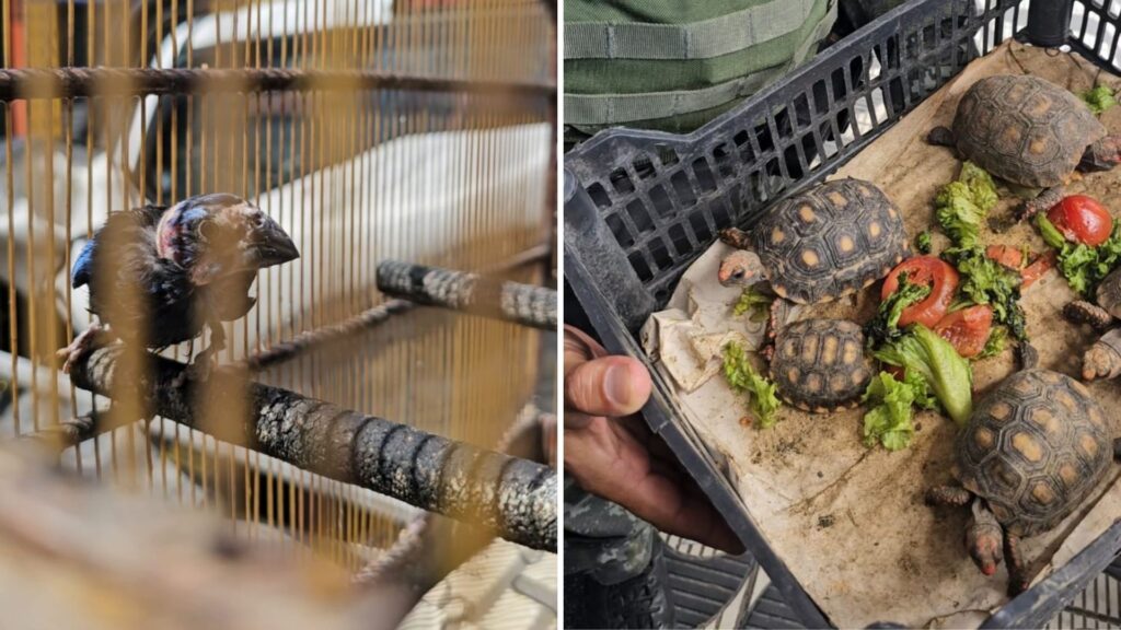 Feira do Rolo é alvo de ação da Polícia Ambiental