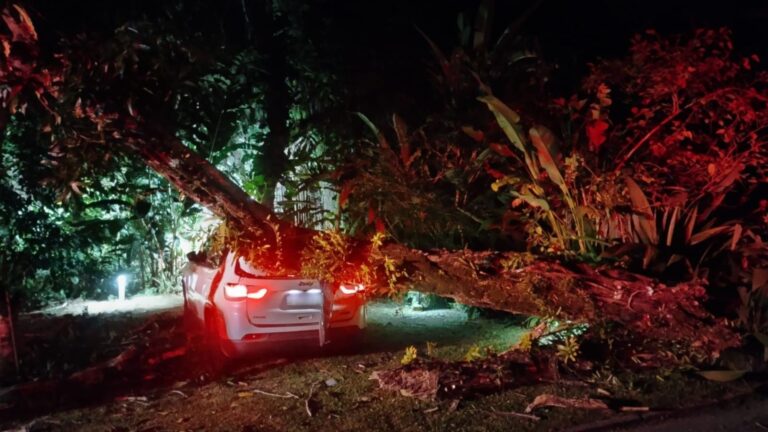 Árvore cai sobre carro em São Sebastião, sem vítimas