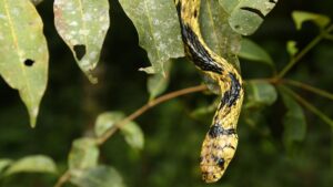 Biólogo Henrique desmente lendas da caninana: a cobra 'voa' e 'dá chicote'?