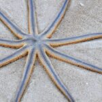 Estrelas-de-nove-pontas surpreendem litoral de Santos