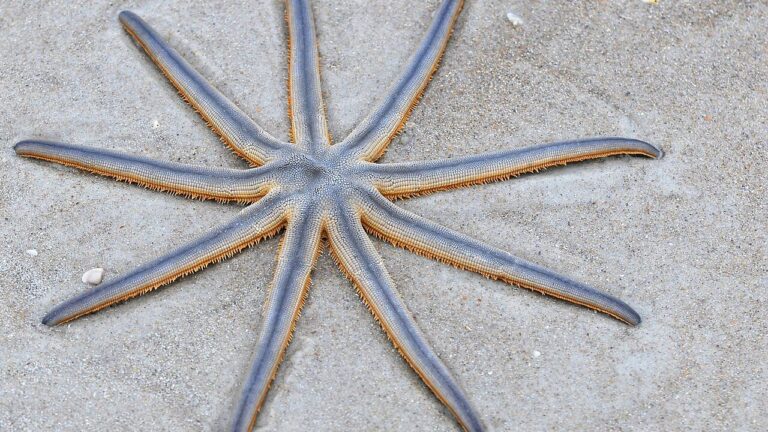 Estrelas-de-nove-pontas surpreendem litoral de Santos