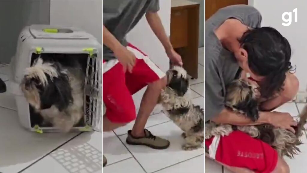 Cachorrinha que reencontrou tutor em delegacia no RS volta para casa após 2 meses: 'Amor incondicional'; veja VÍDEO